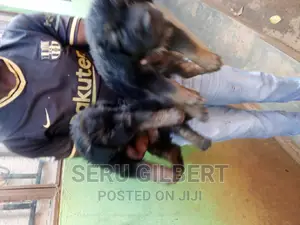 1-3 months Male Purebred German Shepherd