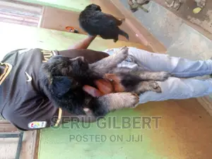 1-3 months Male Purebred German Shepherd