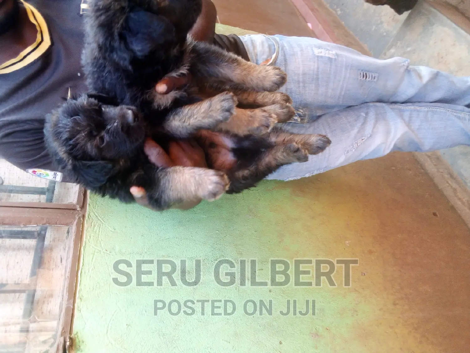 1-3 months Male Purebred German Shepherd