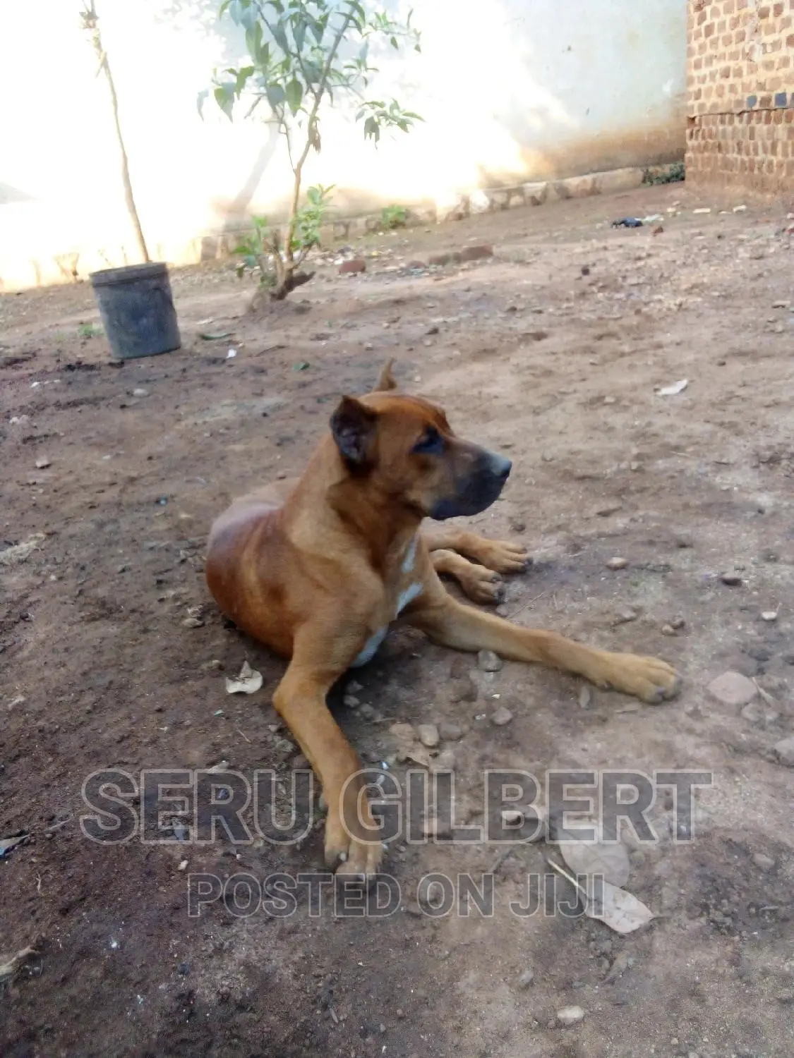 3-6 months Female Purebred Boerboel
