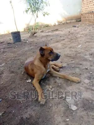 3-6 months Female Purebred Boerboel