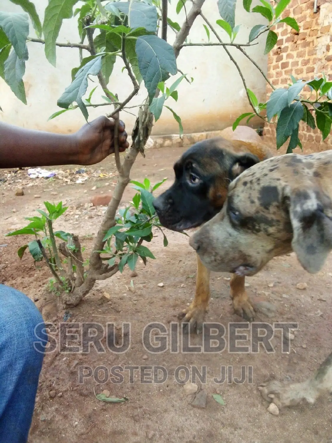 1-3 months Male Purebred Boerboel