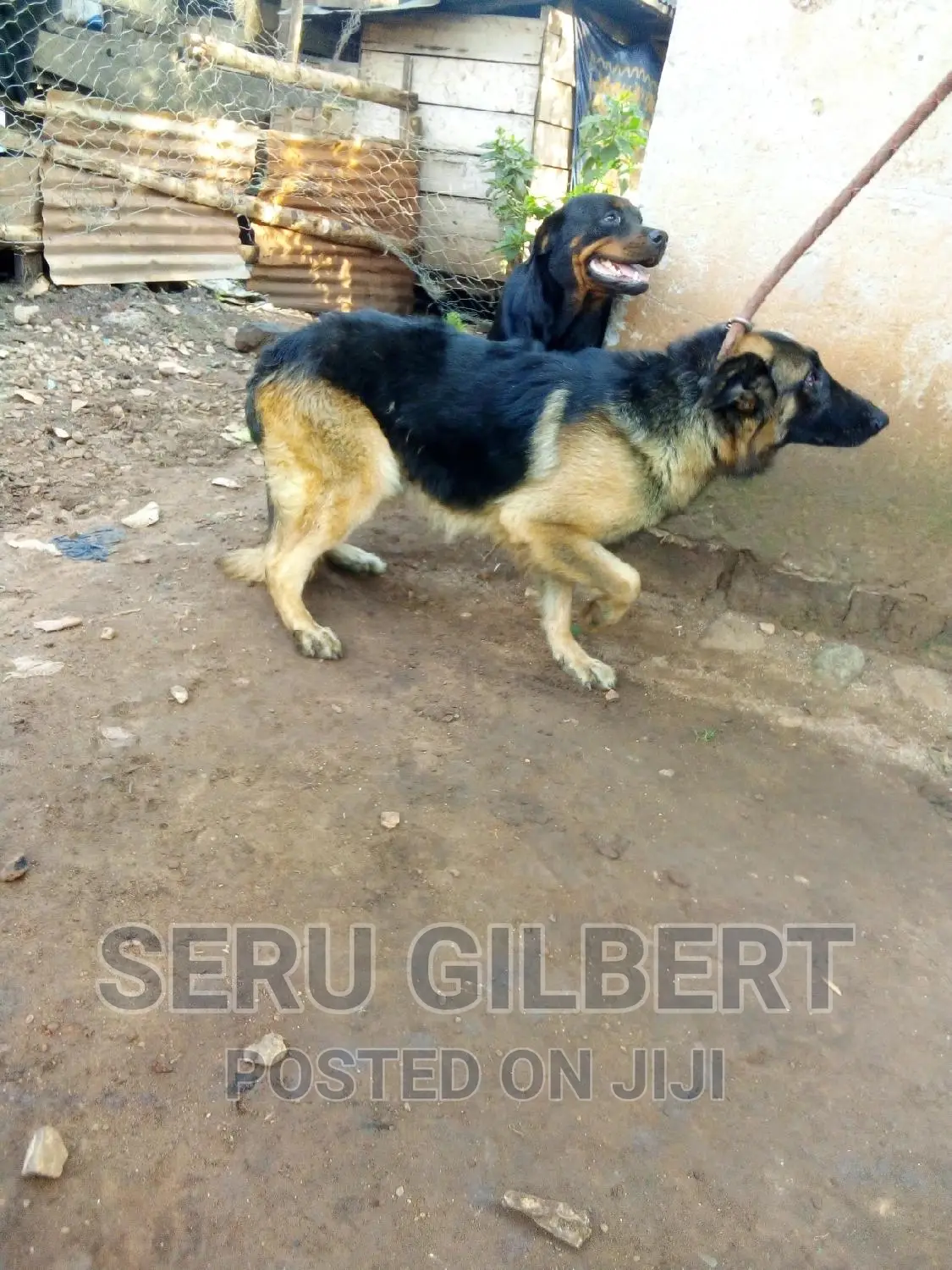 6-12 months Male Purebred German Shepherd