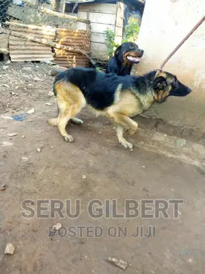 6-12 months Male Purebred German Shepherd