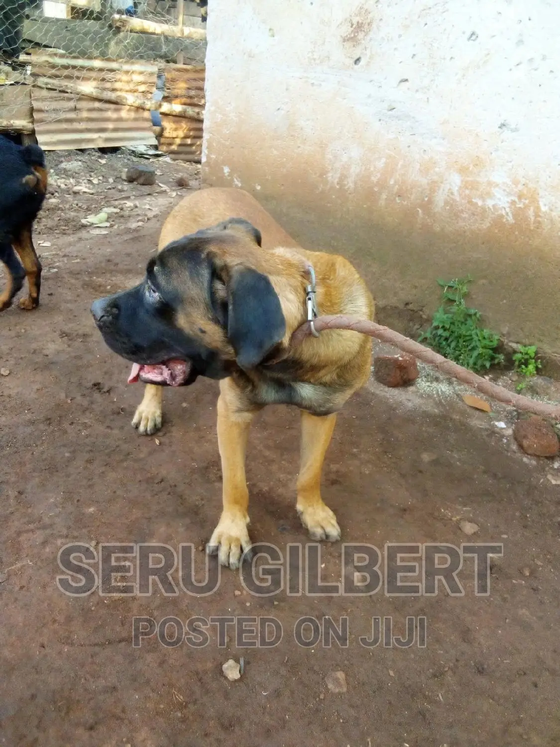 3-6 months Male Purebred Boerboel