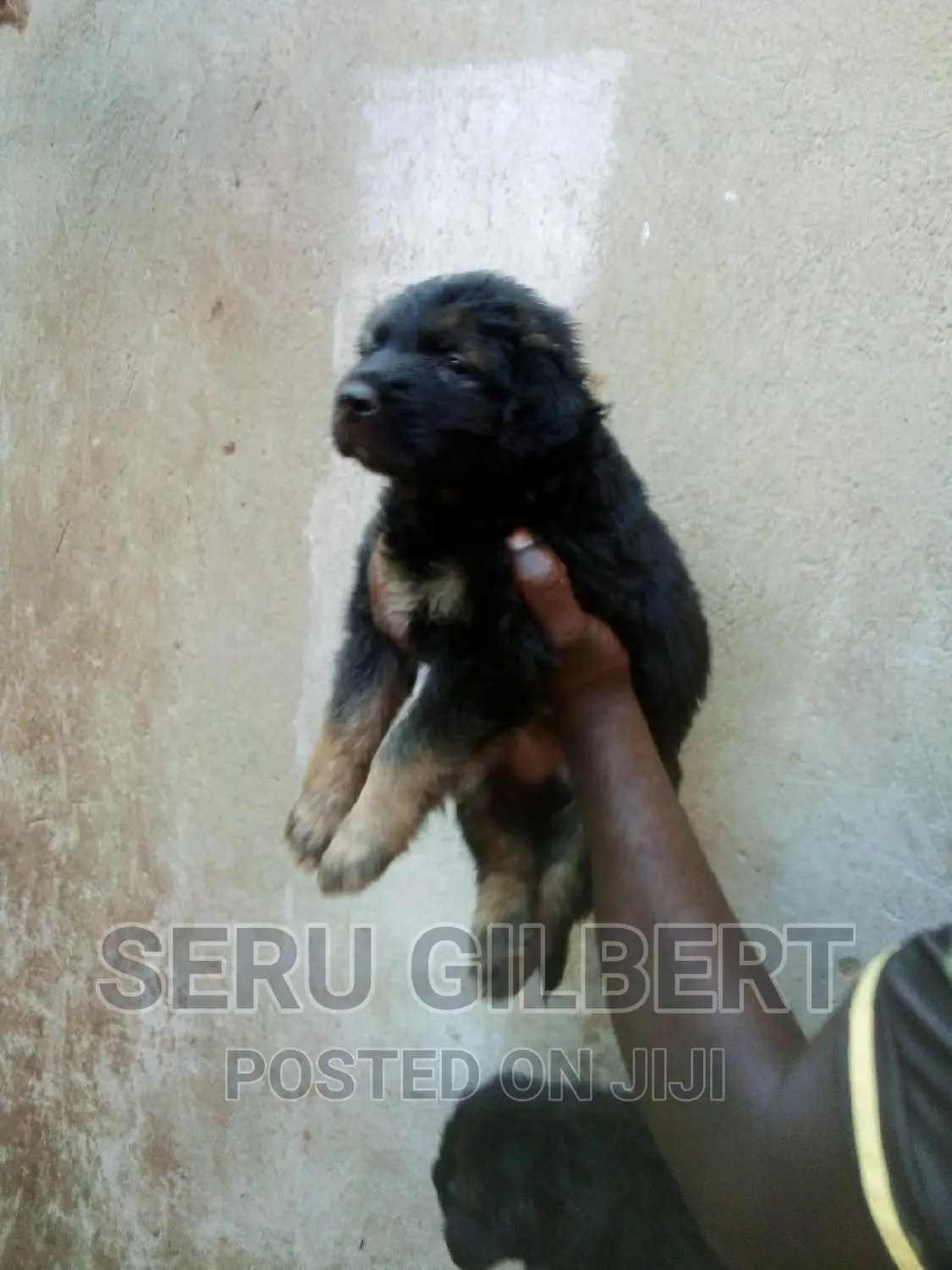 1-3 months Male Purebred German Shepherd