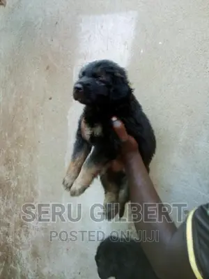 1-3 months Male Purebred German Shepherd