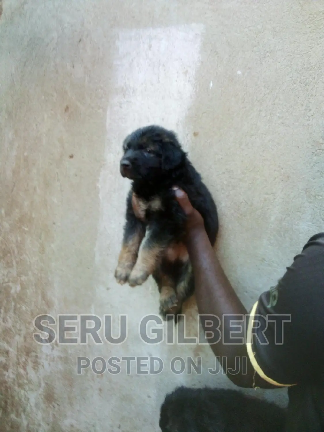 3-6 months Male Purebred German Shepherd