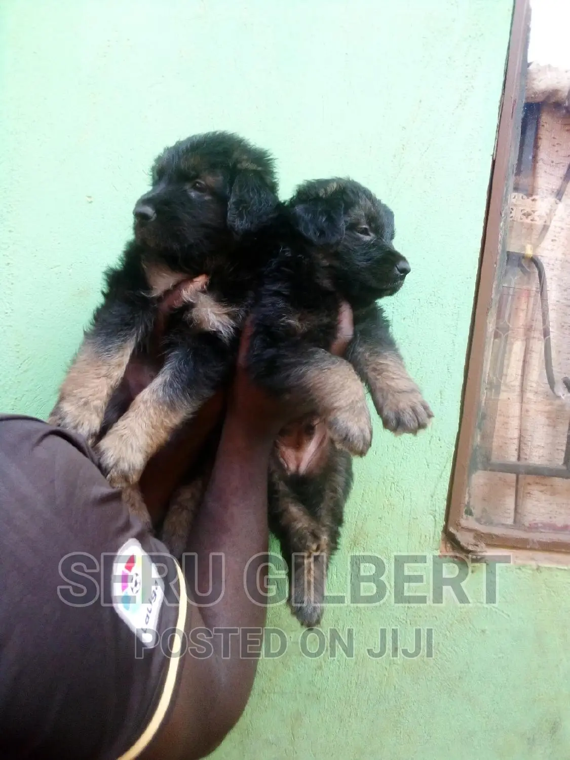 1-3 months Male Purebred German Shepherd