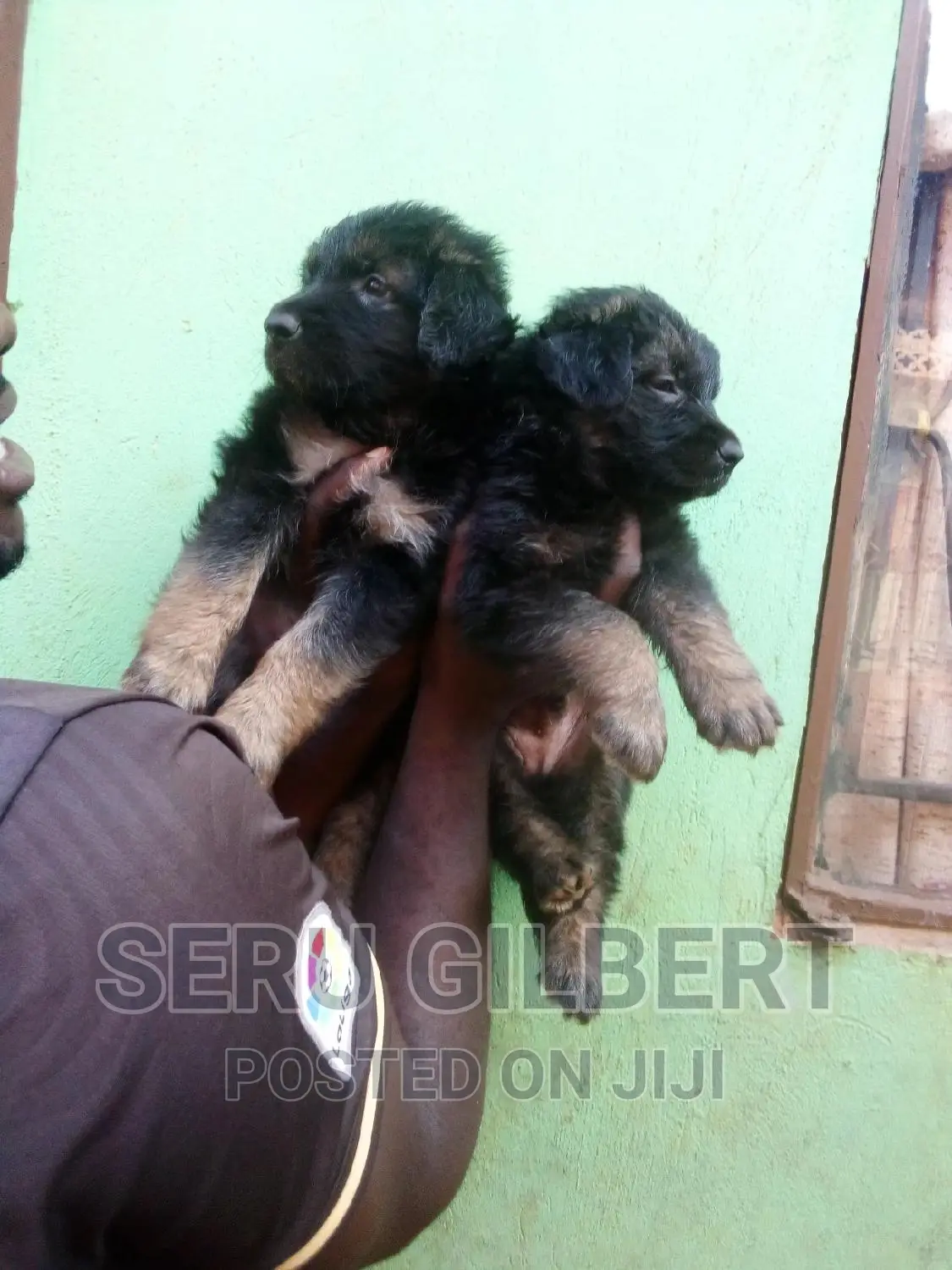 1-3 months Male Purebred German Shepherd