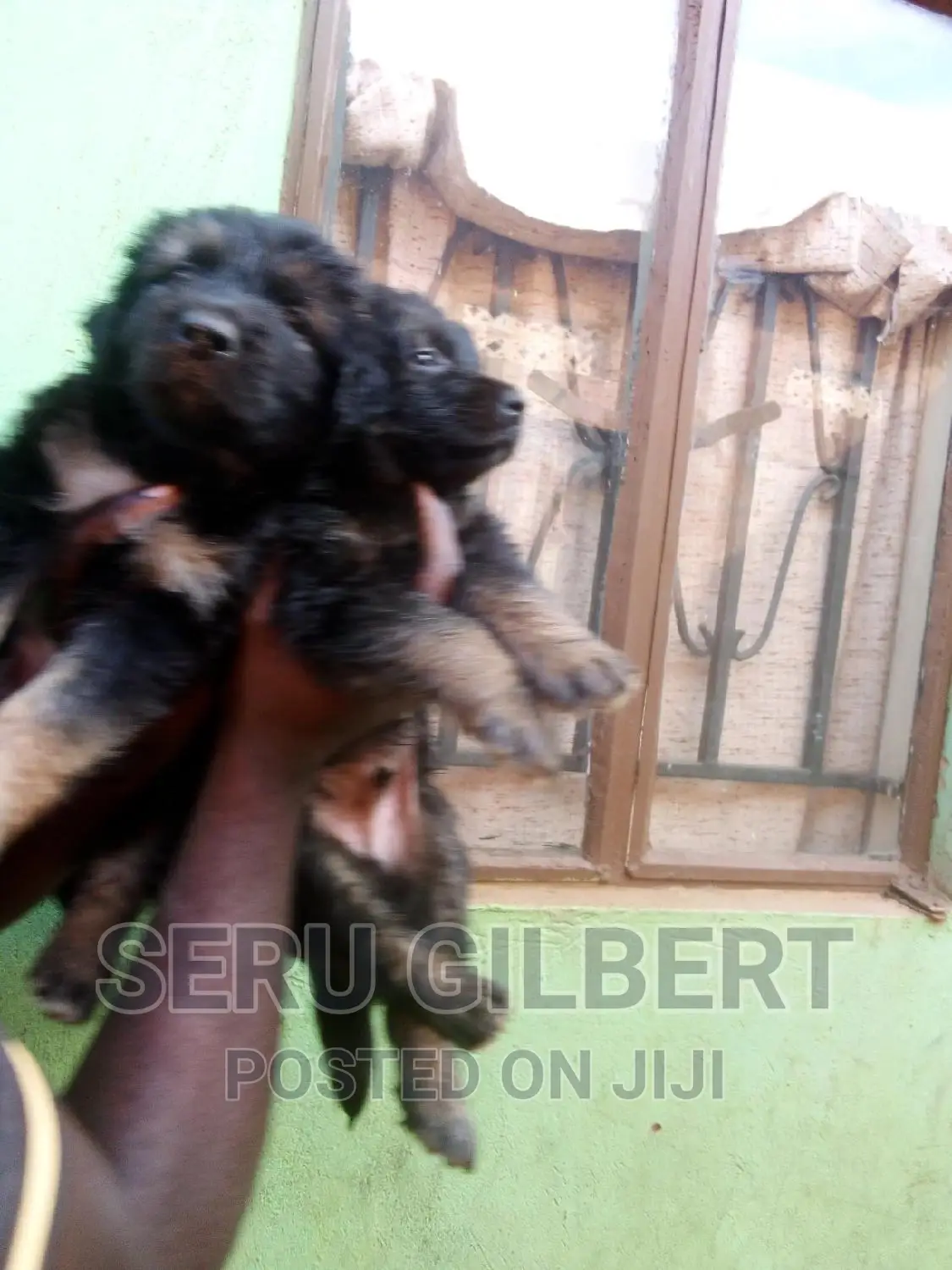 1-3 months Male Purebred German Shepherd