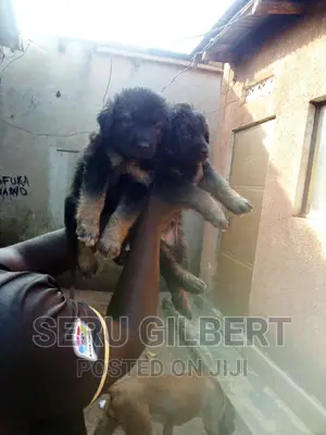 1-3 months Male Purebred German Shepherd