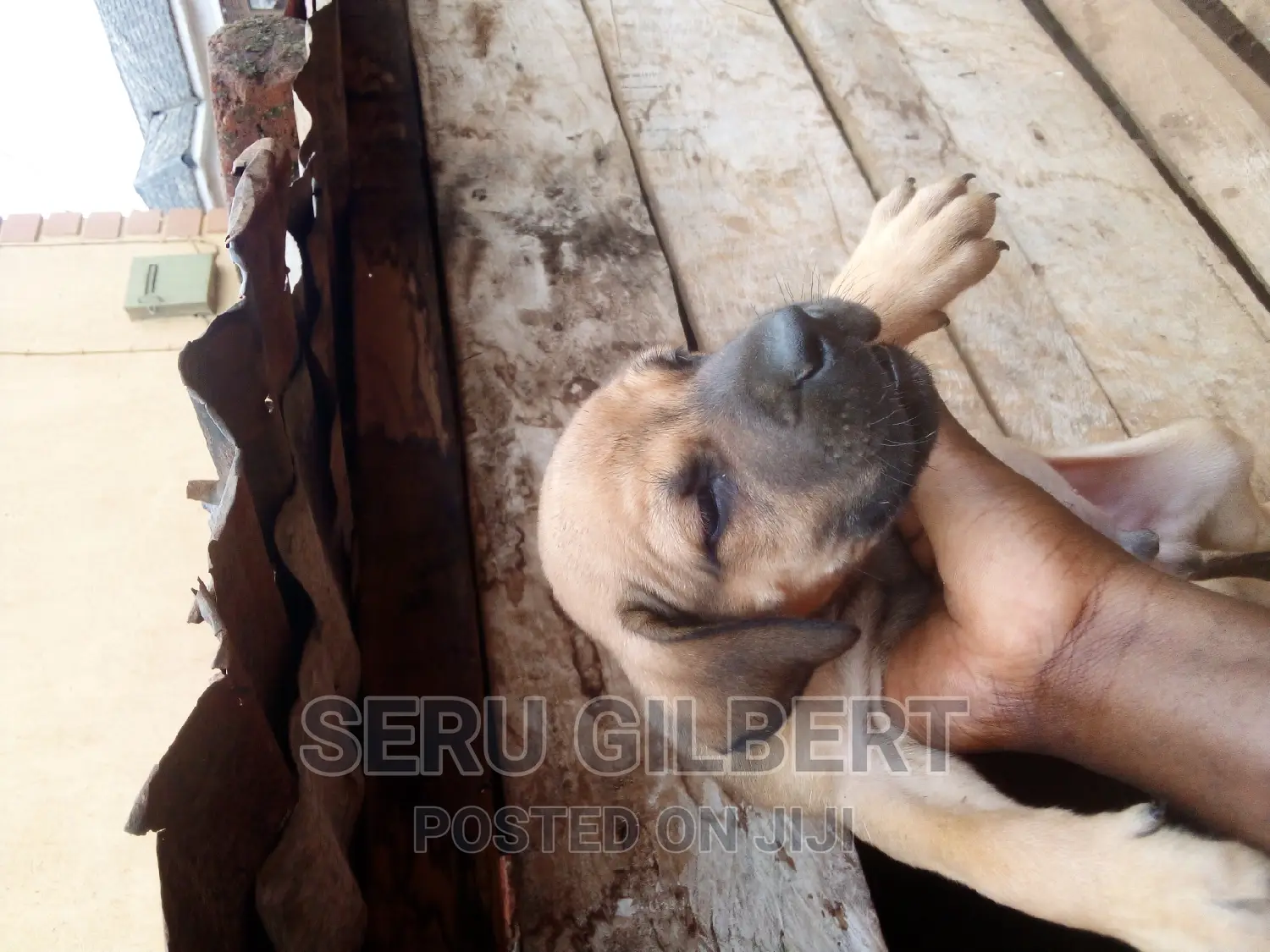 0-1 month Male Purebred Boerboel