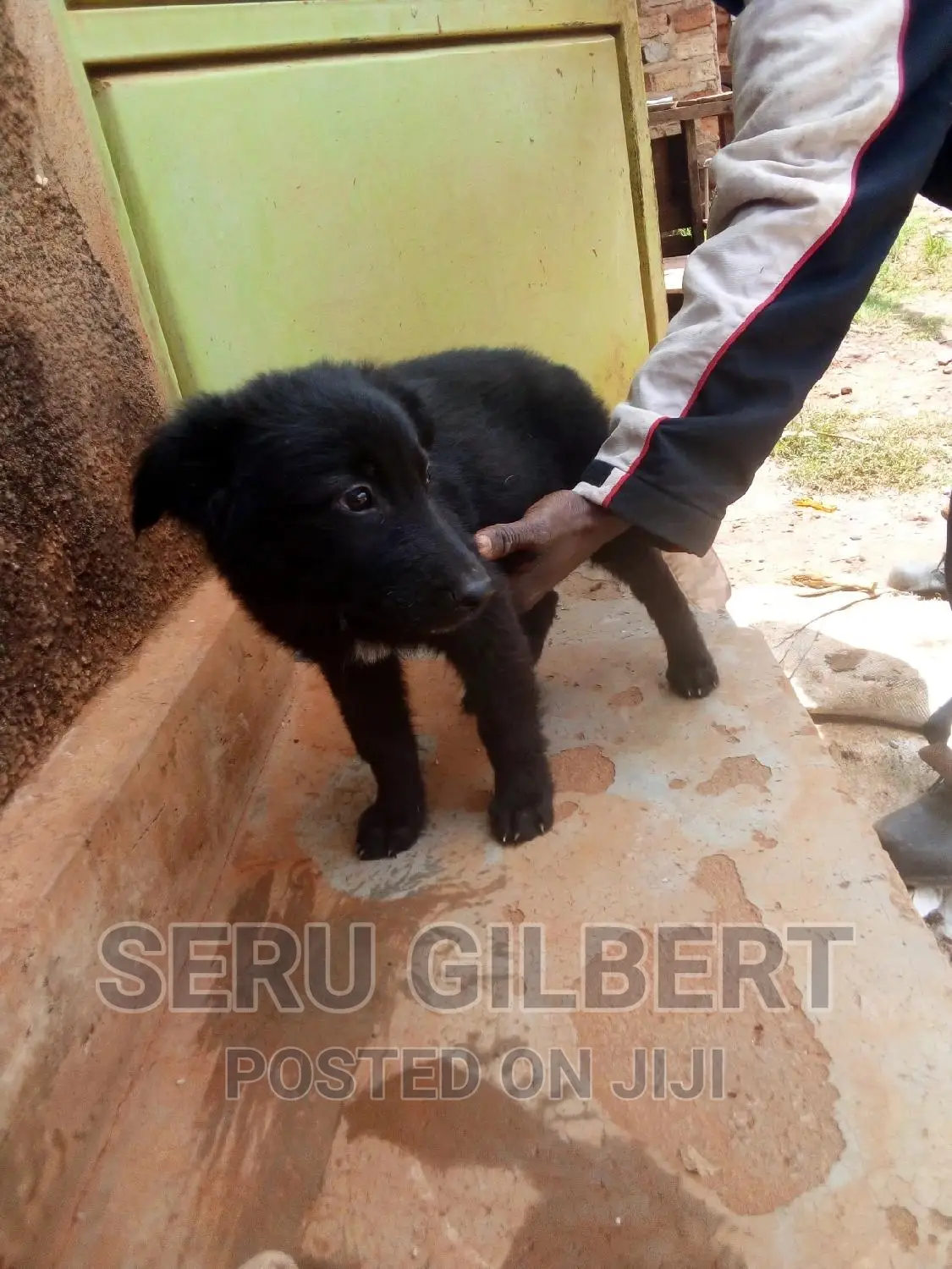 3-6 months Male Purebred German Shepherd