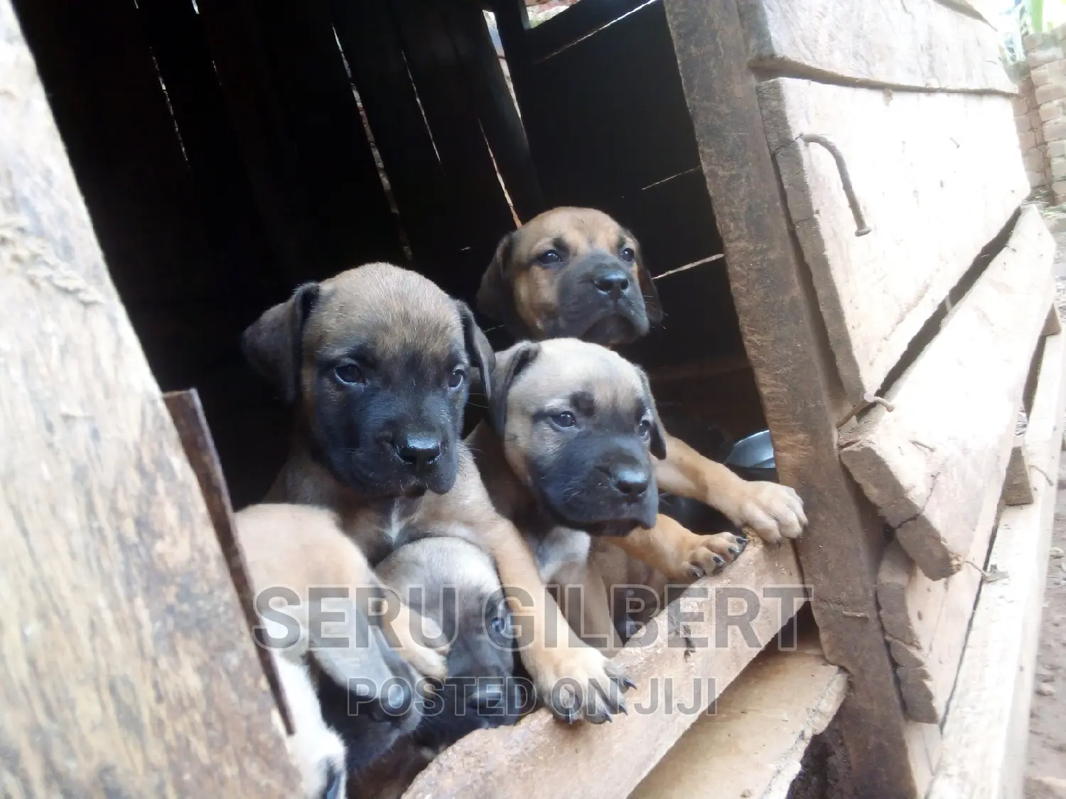 1-3 months Female Purebred Boerboel