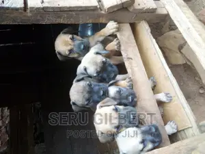 0-1 month Male Purebred Boerboel