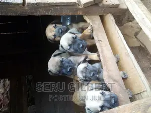 3-6 months Male Purebred Boerboel