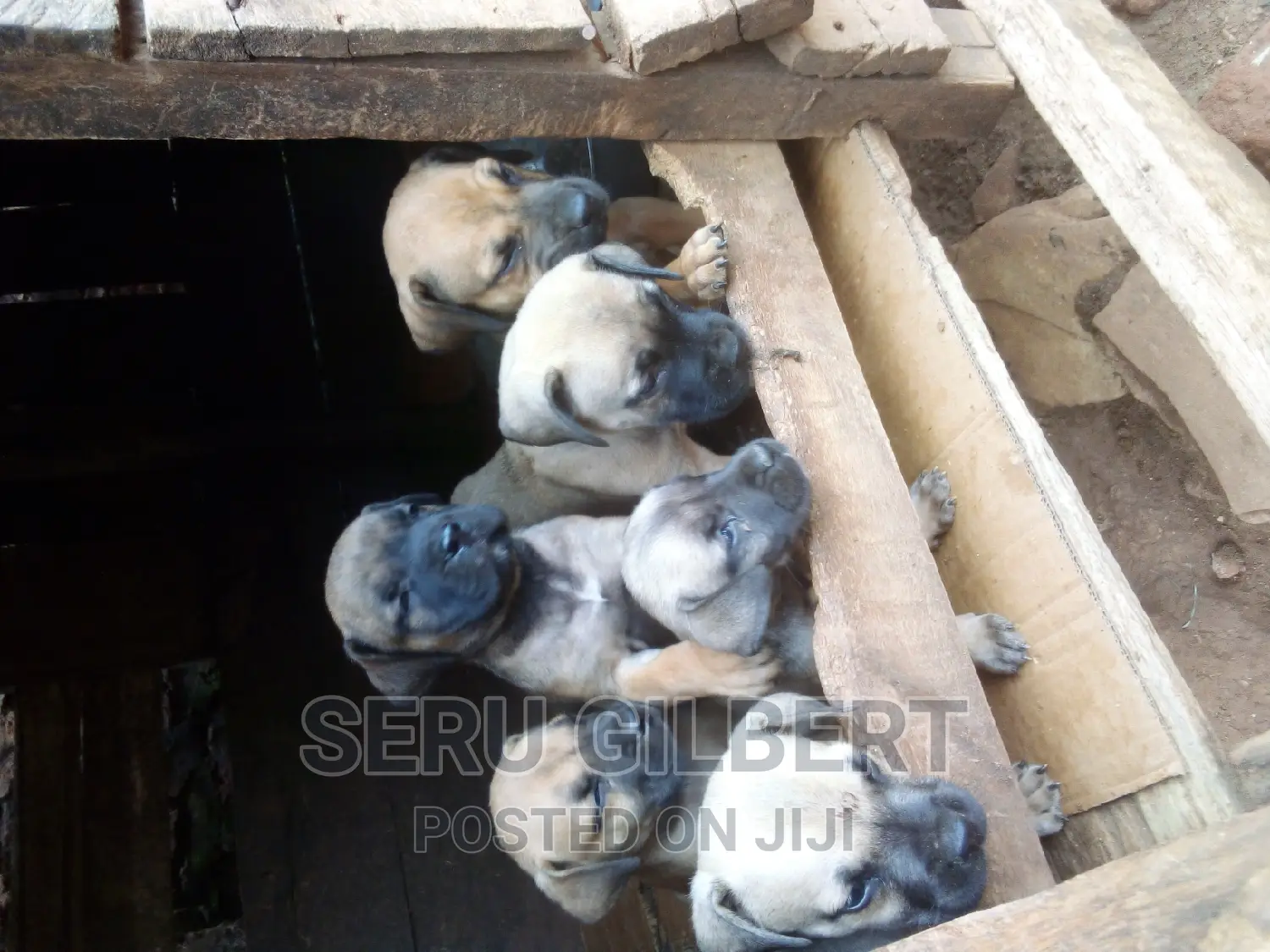 3-6 months Female Purebred Boerboel