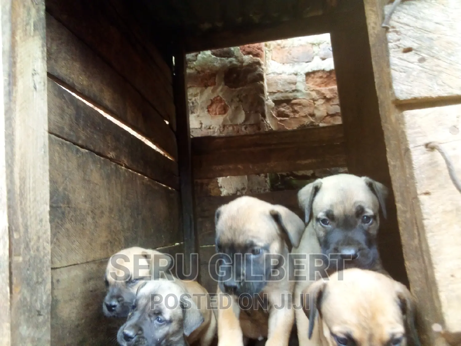 1-3 months Male Purebred Boerboel