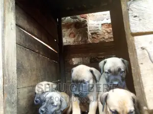 1-3 months Male Purebred Boerboel