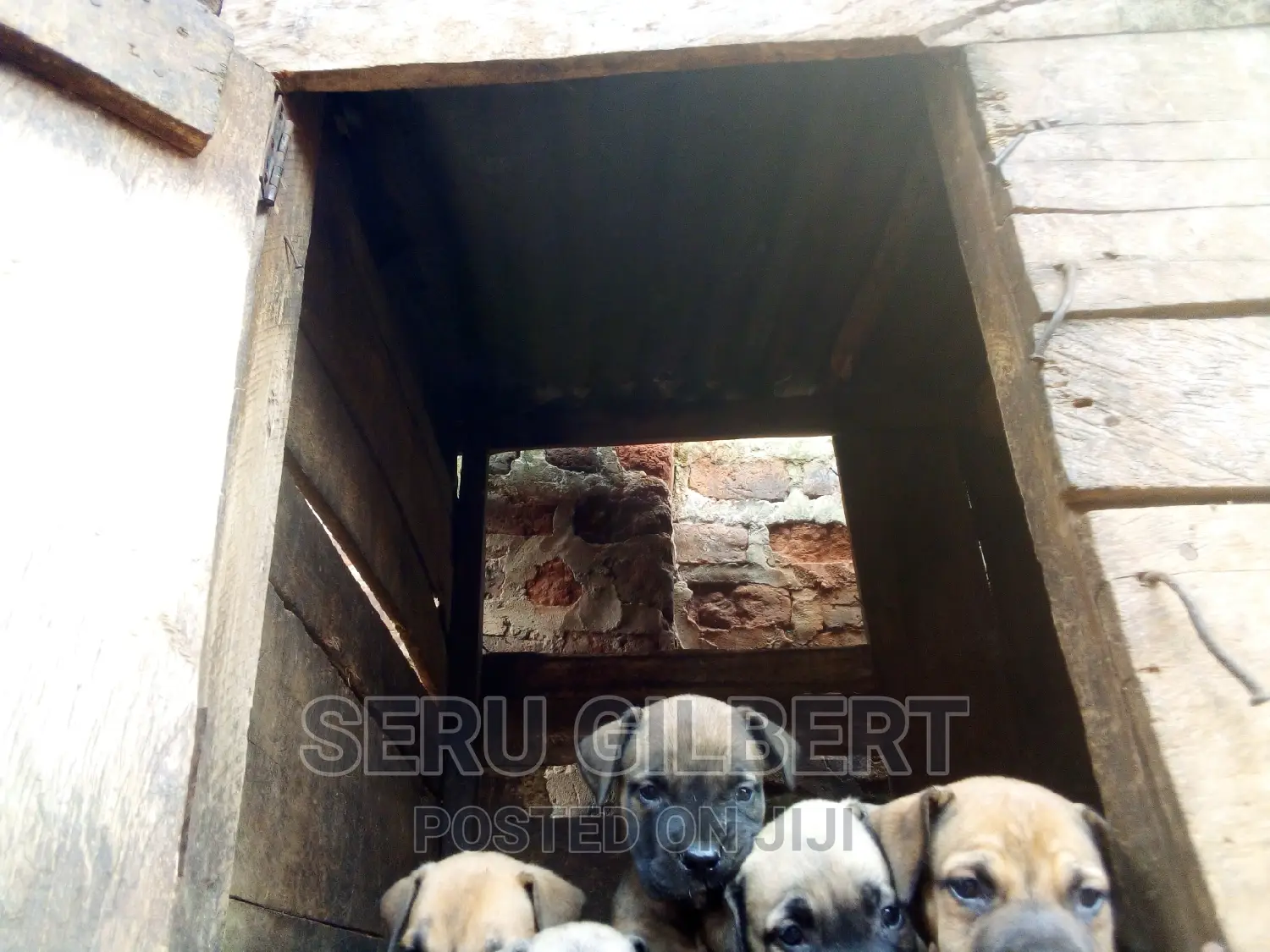 3-6 months Male Purebred Boerboel