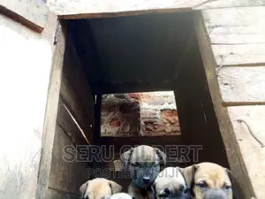 3-6 months Male Purebred Boerboel
