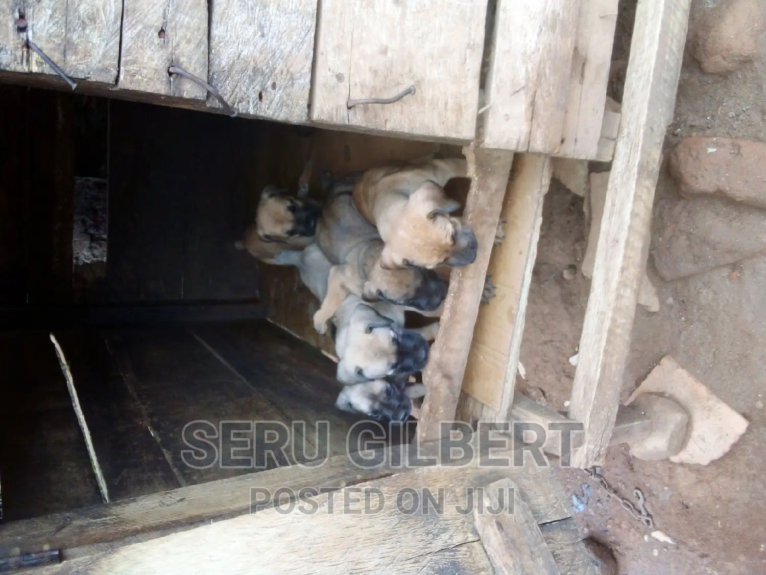 3-6 months Male Purebred Boerboel