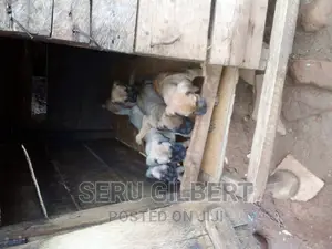 3-6 months Male Purebred Boerboel