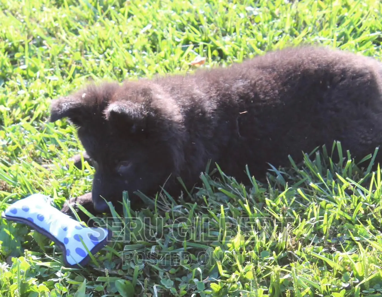 1-3 months Male Purebred German Shepherd