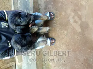 0-1 month Male Purebred Boerboel