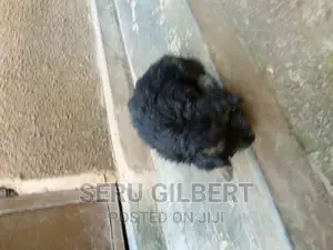 1-3 months Male Purebred German Shepherd
