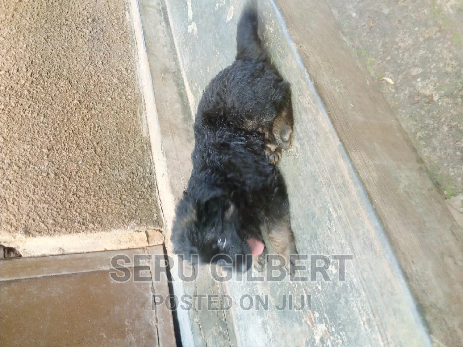 1-3 months Male Purebred German Shepherd