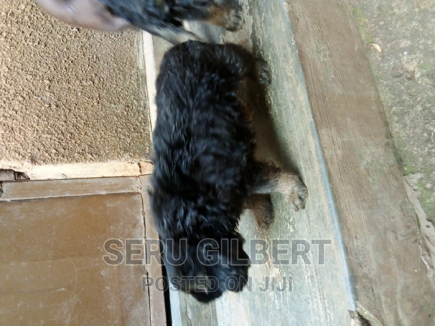 0-1 month Male Purebred German Shepherd