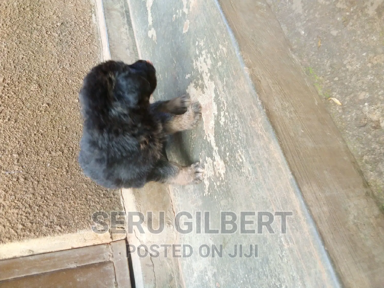 1-3 months Male Purebred German Shepherd