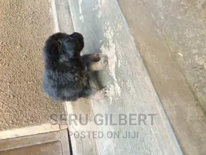 1-3 months Male Purebred German Shepherd