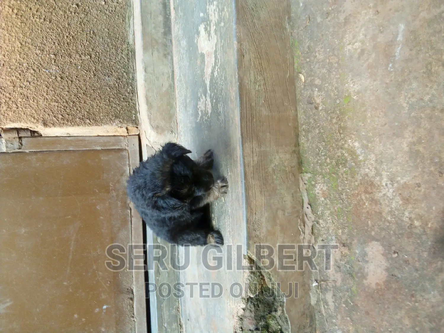 0-1 month Male Purebred German Shepherd
