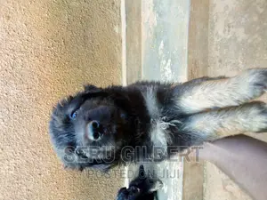 1-3 months Male Purebred German Shepherd