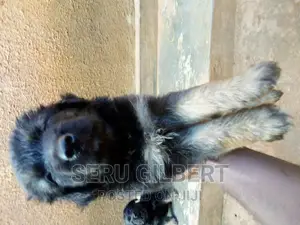3-6 months Male Purebred German Shepherd