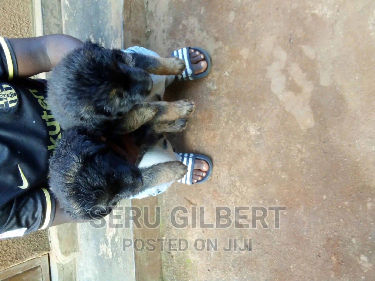1-3 months Male Purebred German Shepherd