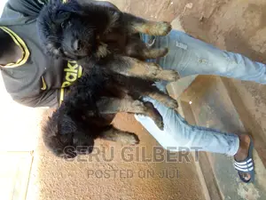 1-3 months Male Purebred German Shepherd