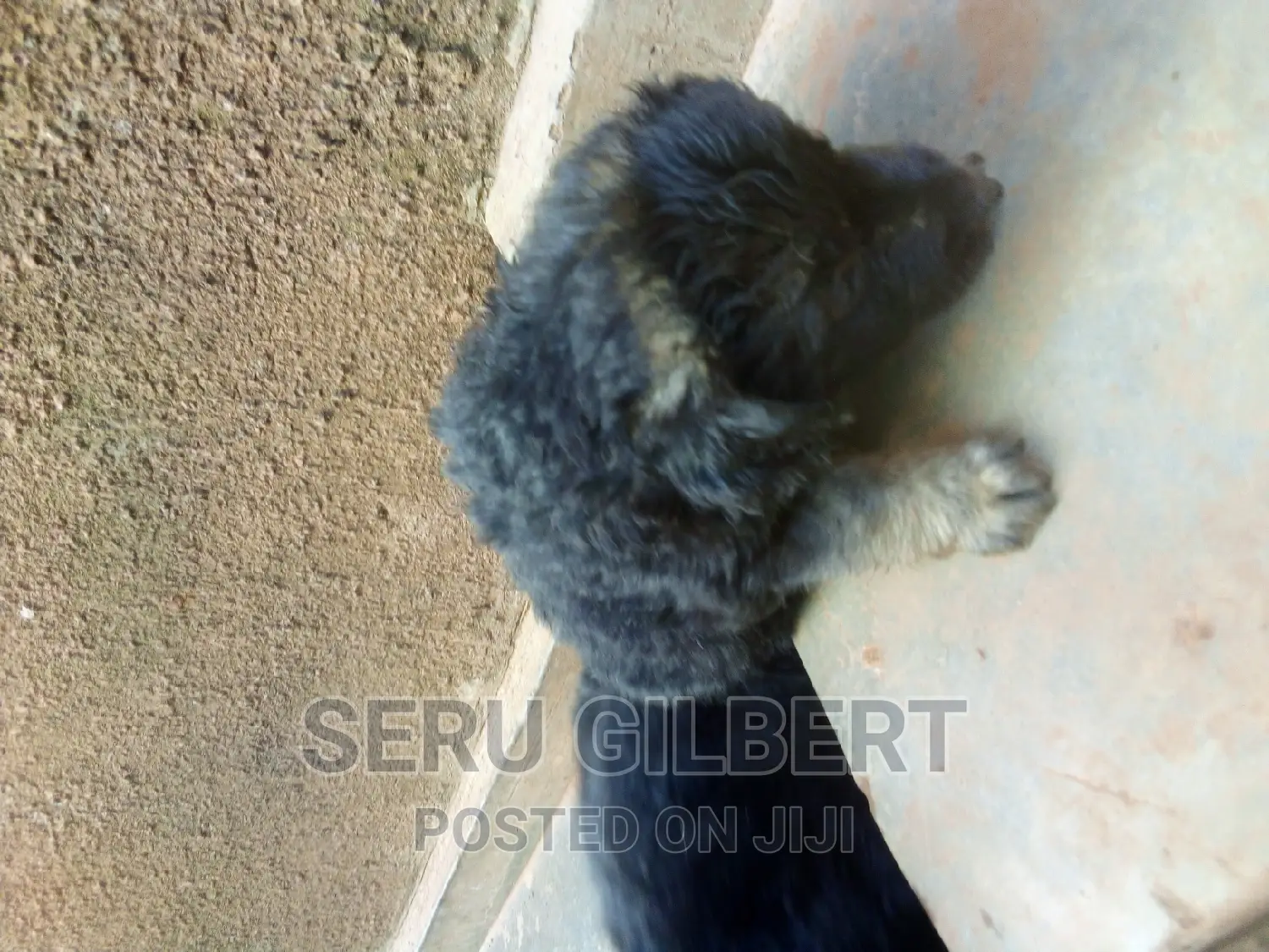 1-3 months Male Purebred German Shepherd