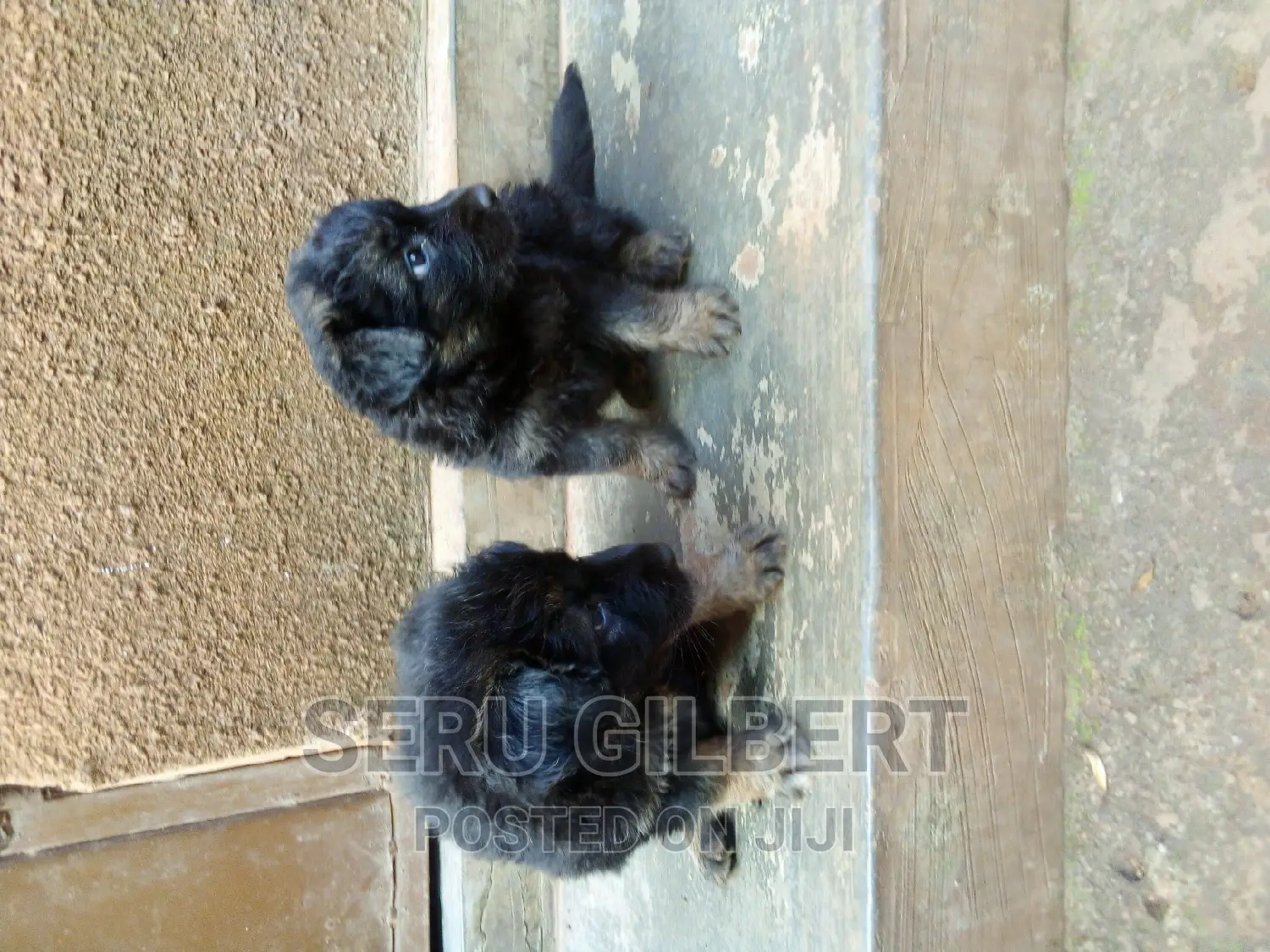 1-3 months Male Purebred German Shepherd