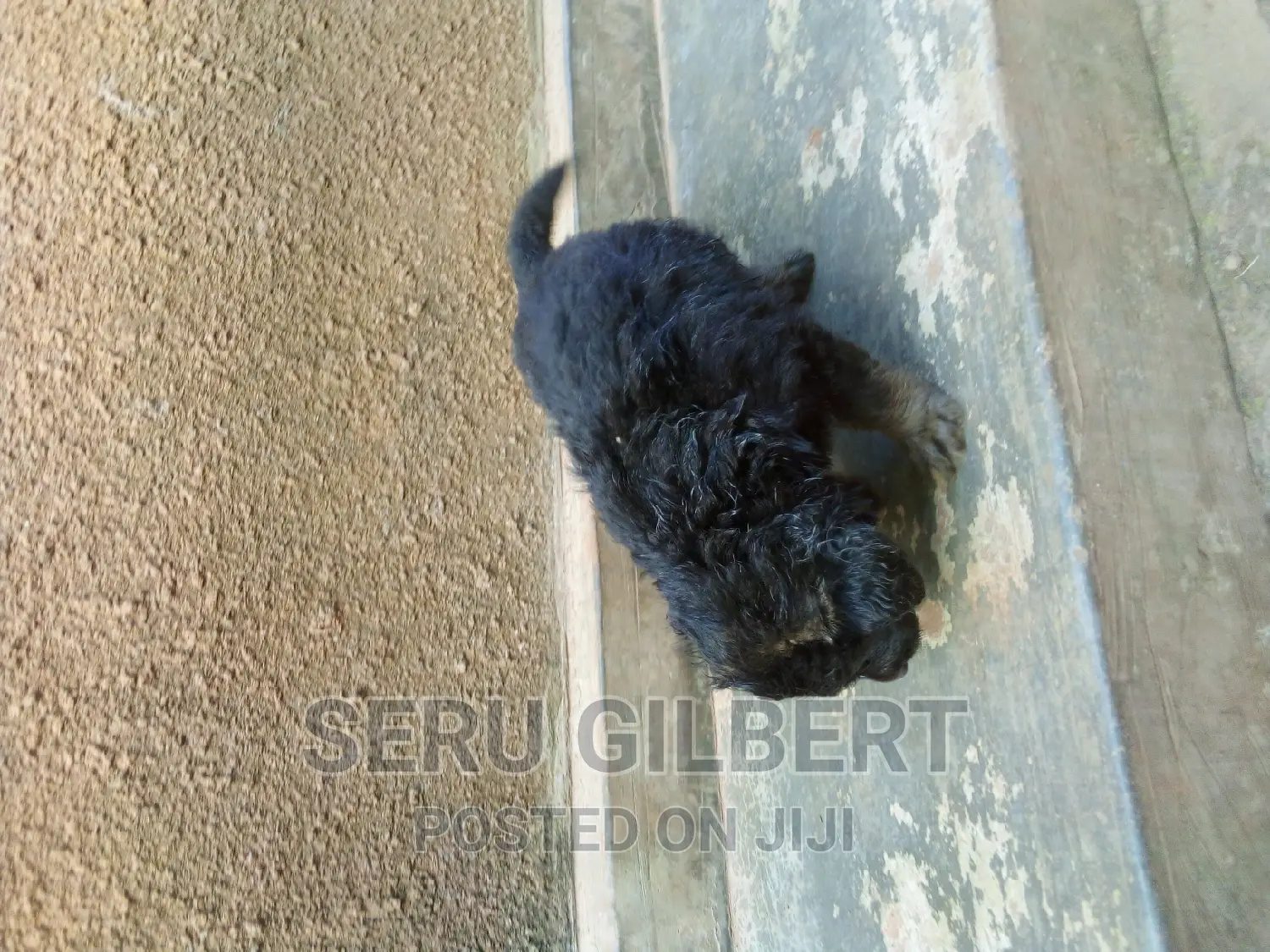 1-3 months Male Purebred German Shepherd