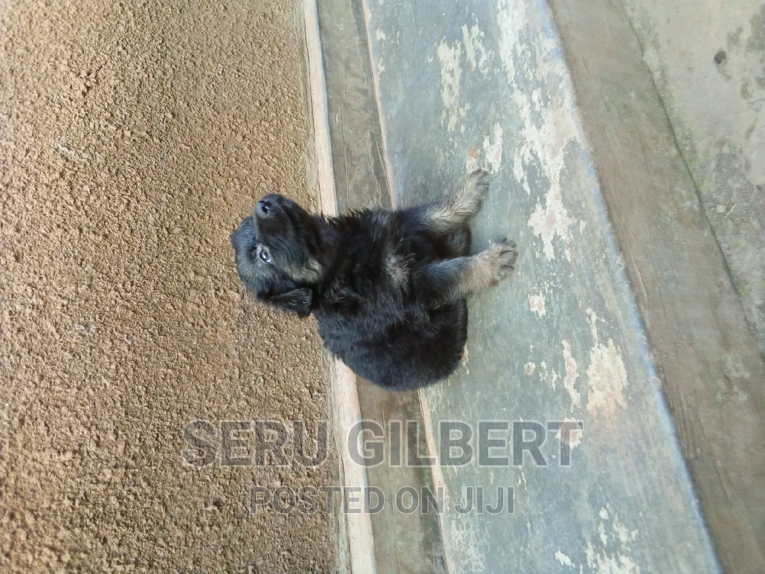 1-3 months Male Purebred German Shepherd