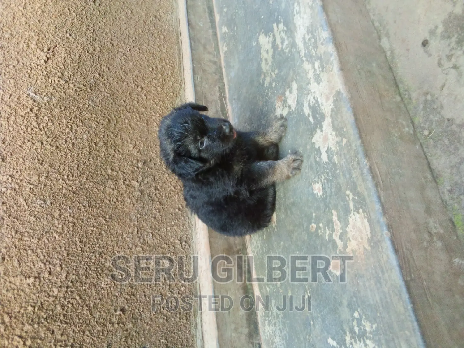 1-3 months Female Purebred German Shepherd