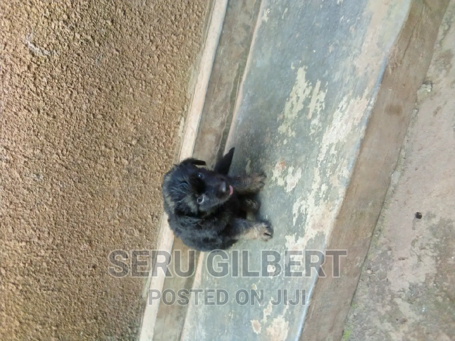 1-3 months Male Purebred German Shepherd