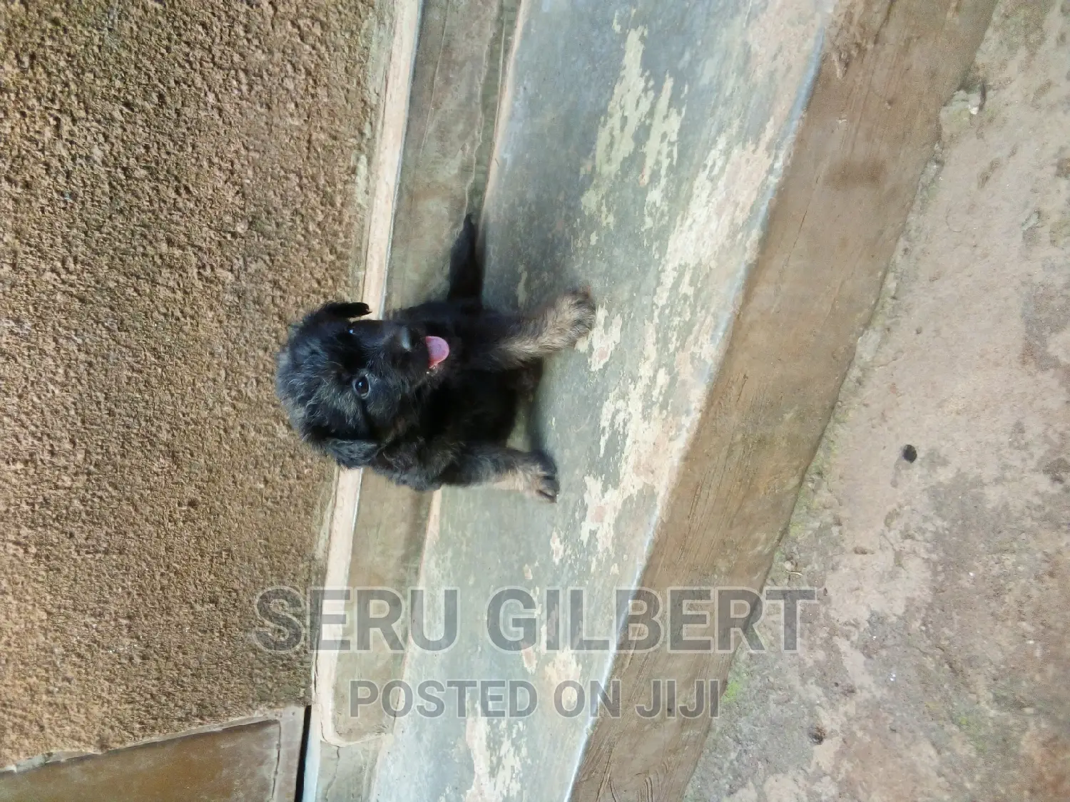 1-3 months Male Purebred German Shepherd