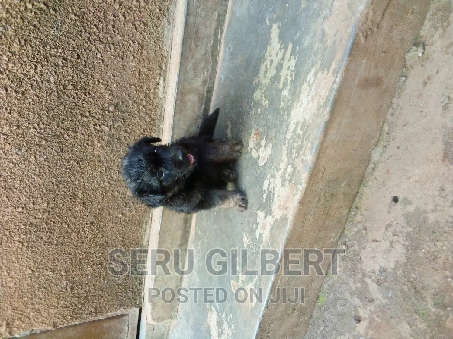 1-3 months Male Purebred German Shepherd