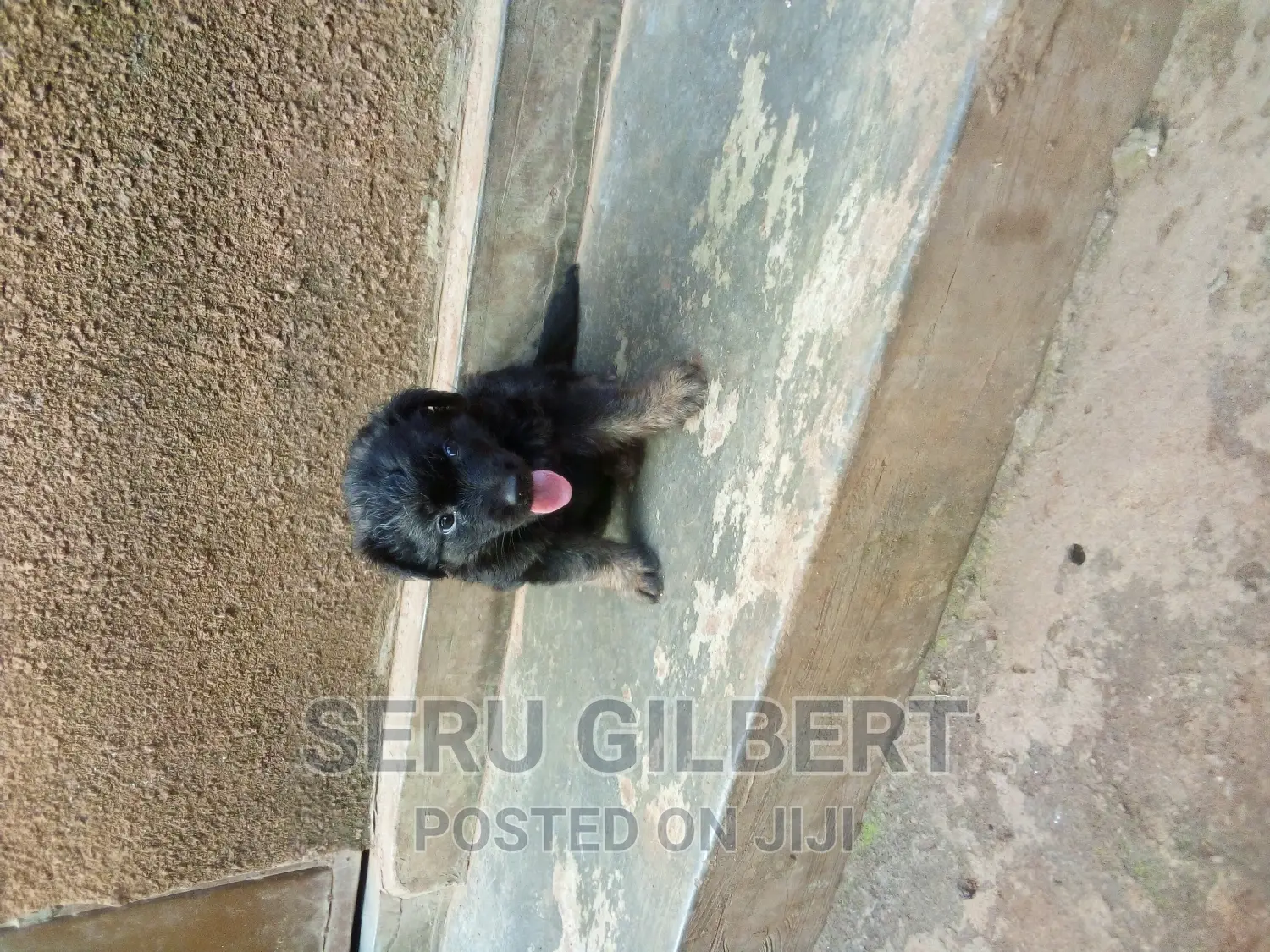 3-6 months Male Purebred German Shepherd