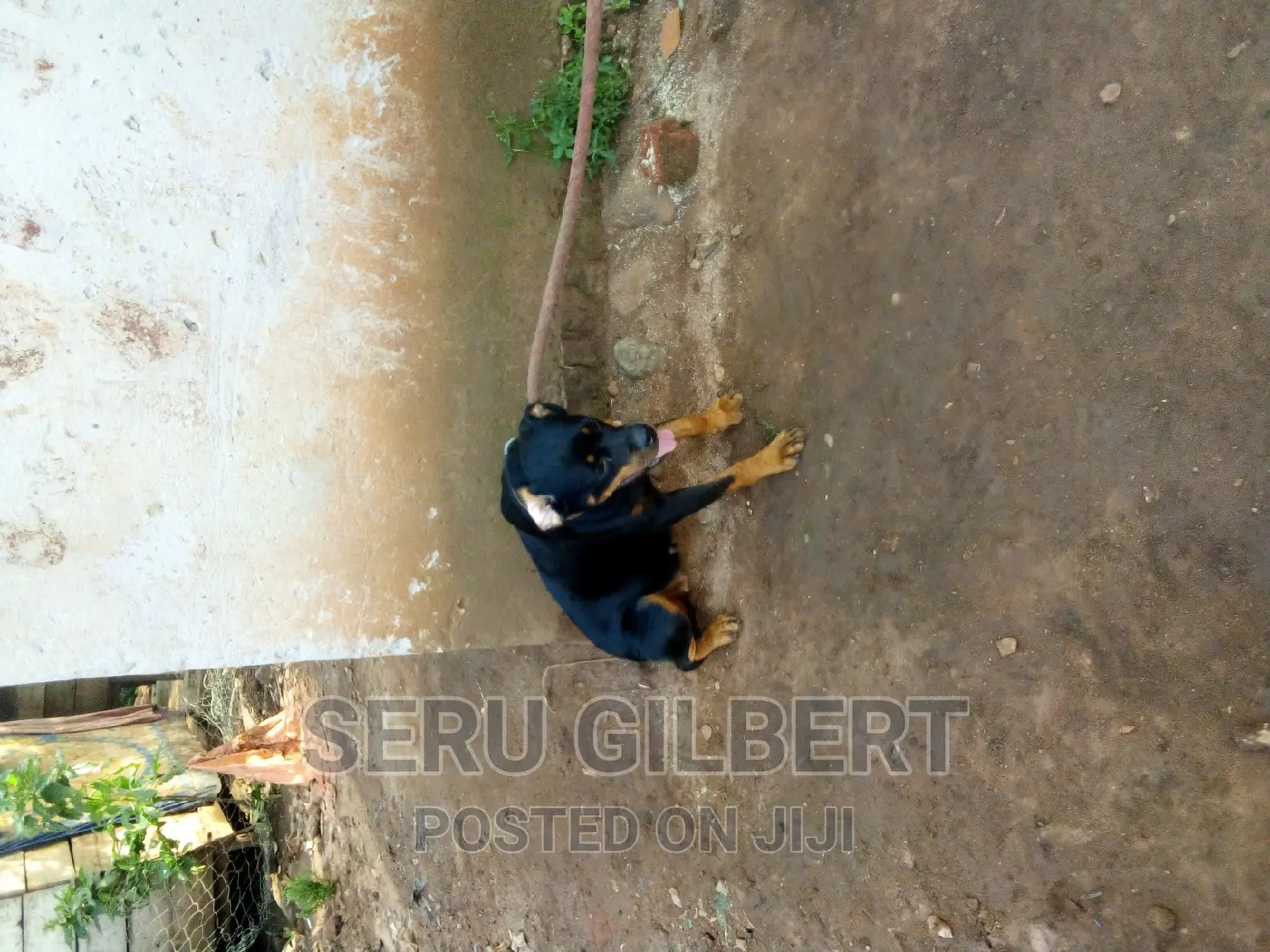 3-6 months Female Purebred Rottweiler